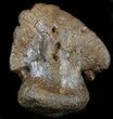 Hadrosaur Ungual (Foot Claw) - Montana #34560-3